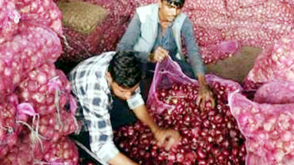 ক্রেতা না থাকায় পেঁয়াজে পচন, লোকসান ঠেকাতে ‘পানির দরে’ বিক্রি